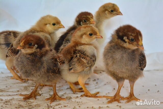 Инкубация куриных-перепелиных яиц, яйца, петухи купить на Зозу.ру - фотография № 3