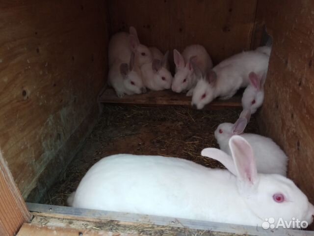 Кролики породы рекс (белые) купить на Зозу.ру - фотография № 1