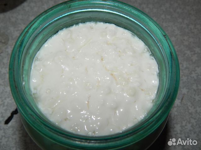 Кефирный грибок Кефирный грибок