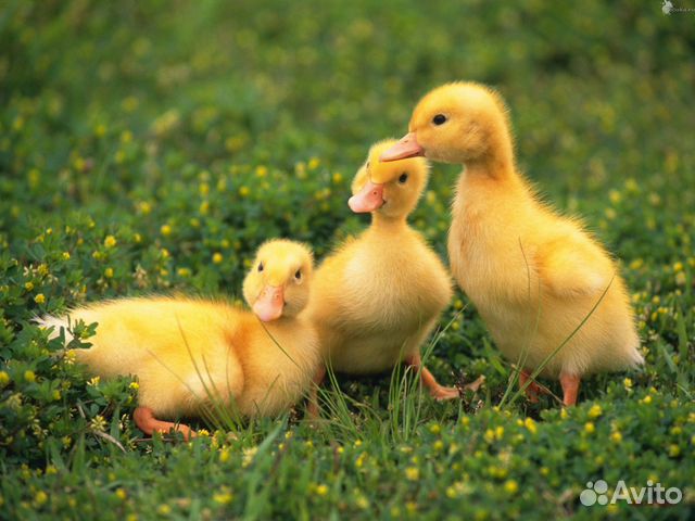 Цыплята, гусята, гуси, утка купить на Зозу.ру - фотография № 2