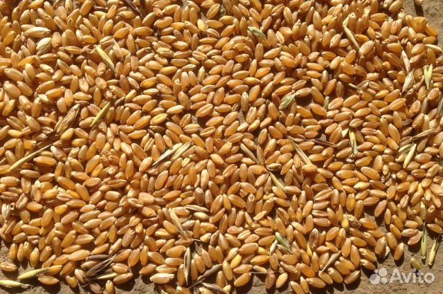 Зерно пшеница,рожь,ячмень купить на Зозу.ру - фотография № 1