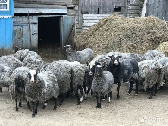 Овцы стадо купить на Зозу.ру - фотография № 3