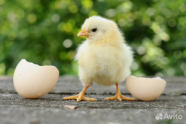 Инкубационное яйцо, цыплята несушек, кобб 500 и др