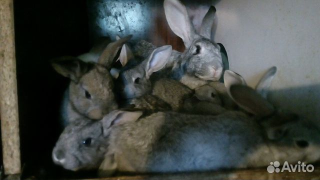Кролики,крольчата купить на Зозу.ру - фотография № 1