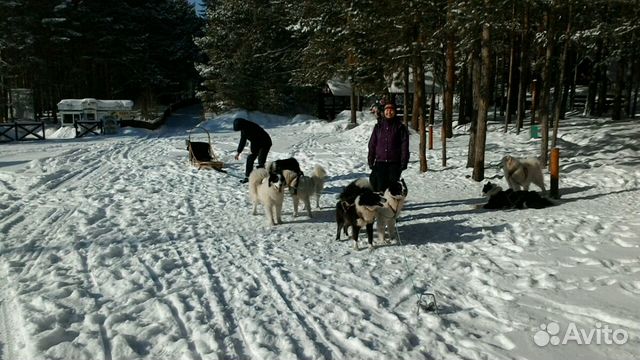Собачий пух шерсть с лаек