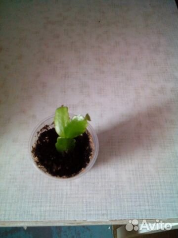 Фикус Бенджамина,декабрист,лимон,алоэ лечебный