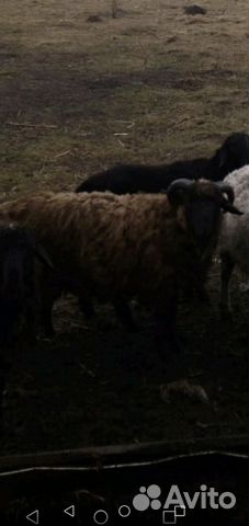 Баран, ярки, овцы купить на Зозу.ру - фотография № 3