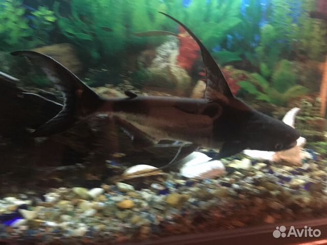 Рыба акулий сом (пангасиус) купить на Зозу.ру - фотография № 1