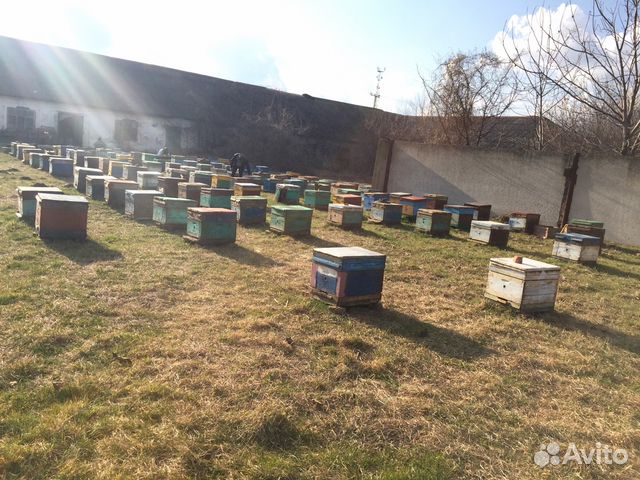 Продам Пасику(пчёлы ) купить на Зозу.ру - фотография № 1