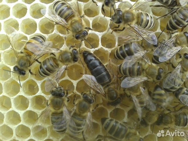Породы пчел купить. Пчелы-карпатки 77 линии. Пчеломатка Карпатка. Пчелопитомник Ставропольский. Пчеломатка Карпатской породы.
