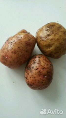 Домашний сортовой картофель