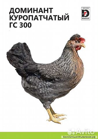 Цыплята инкубационное яйцо купить на Зозу.ру - фотография № 8