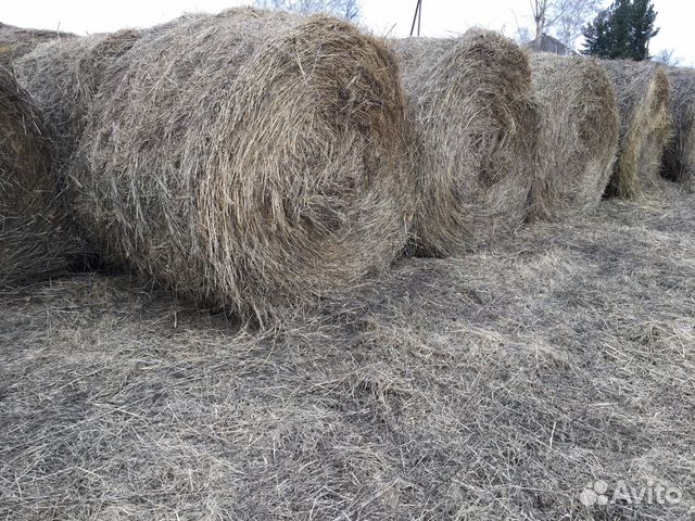 Продам сено Продам сено