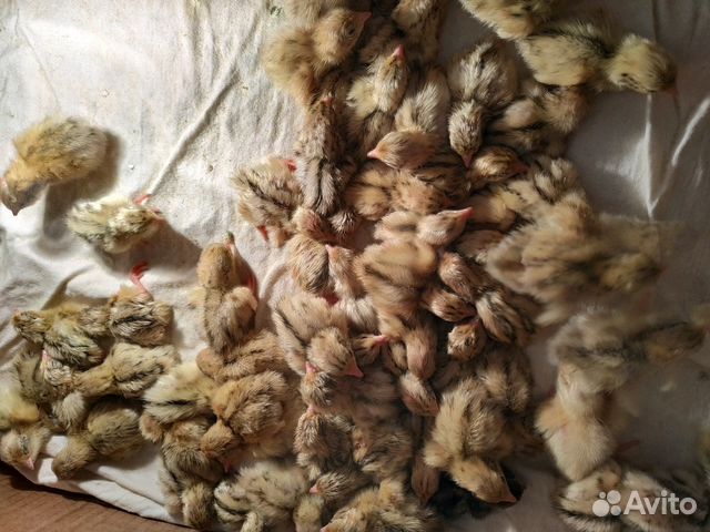 Перепела суточные и несушки,цыплята домашн купить на Зозу.ру - фотография № 4