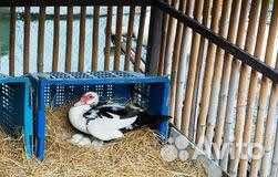 Куры, утки, кролики, инкубационное яйцо купить на Зозу.ру - фотография № 1