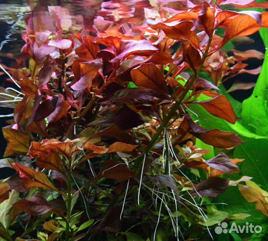 Продам аквариумные растения купить на Зозу.ру - фотография № 4