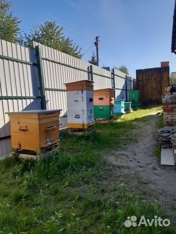 Пчелы, семьи, рои, отводки купить на Зозу.ру - фотография № 1