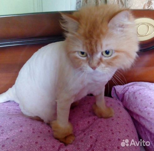 Стрижка кошек и собак, вычесывание с выездом на до