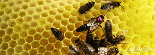 Пчелопакеты пчеломатки 2020 купить на Зозу.ру - фотография № 1