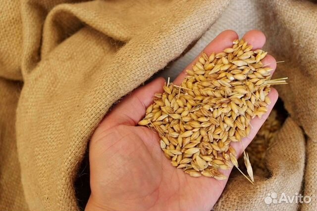 купить зерно в ливнах на авито