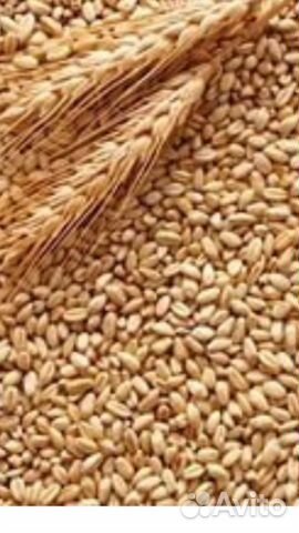 Пшеница, ячмень, новый урожай