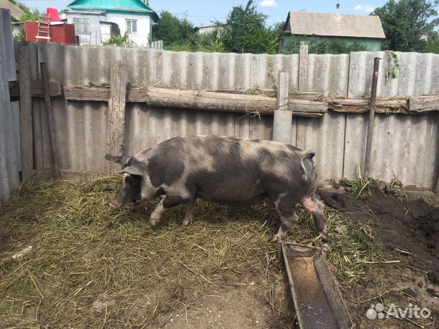 Свиньи мясной породы