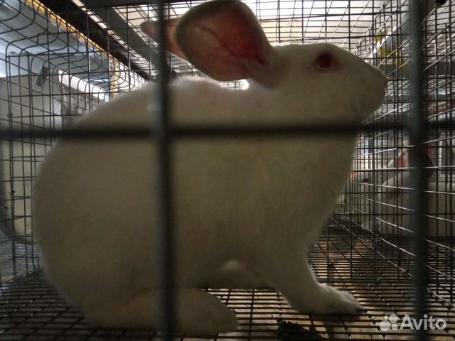 Самец кролик Породы Хиколь(HyCole) купить на Зозу.ру - фотография № 3
