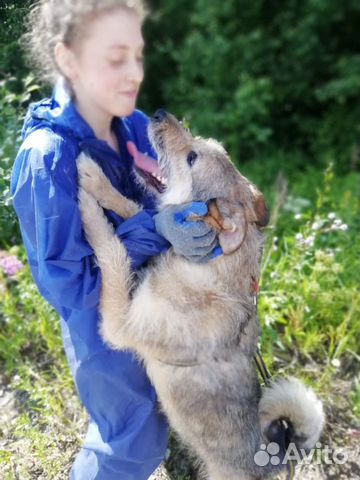 Пёс-помощник Форсайт купить на Зозу.ру - фотография № 5