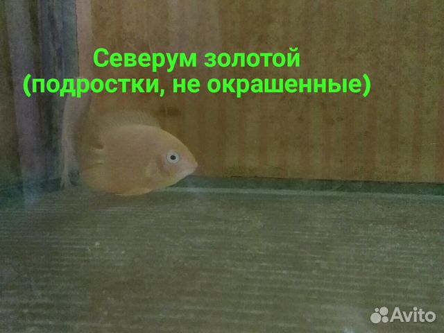 Продаю аквариумных рыбок и улиток купить на Зозу.ру - фотография № 5