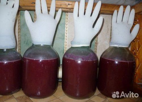 Винный гриб отличного качества Винный гриб отличного качества