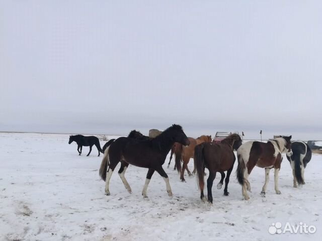 Лошади пропали купить на Зозу.ру - фотография № 7