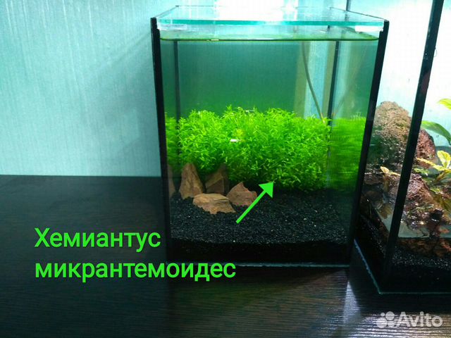Растение купить на Зозу.ру - фотография № 6