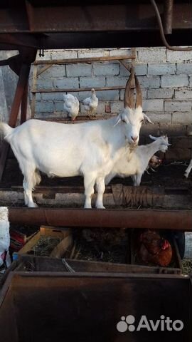 Индюшки козы домашние куры, молоко, яйца купить на Зозу.ру - фотография № 2