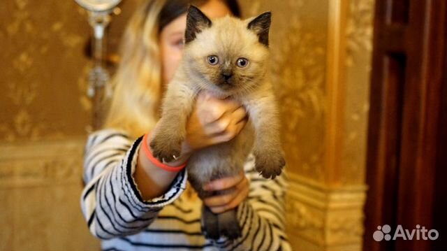 Котята Британские 1 месяц купить на Зозу.ру - фотография № 5