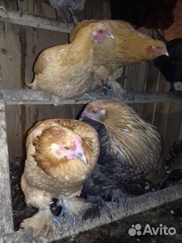 Цыплята и инкубационное яйцо купить на Зозу.ру - фотография № 2