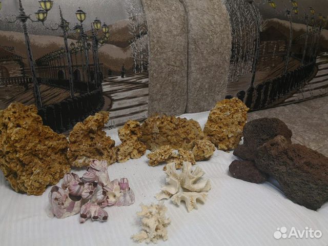 Кораллы для аквариума купить на Зозу.ру - фотография № 5