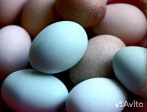 Яйцо инкубационное: розовое, голубое,зеленое купить на Зозу.ру - фотография № 2