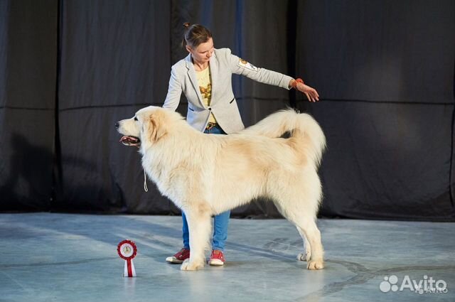 Большая перинейская горная собака - щенки купить на Зозу.ру - фотография № 1