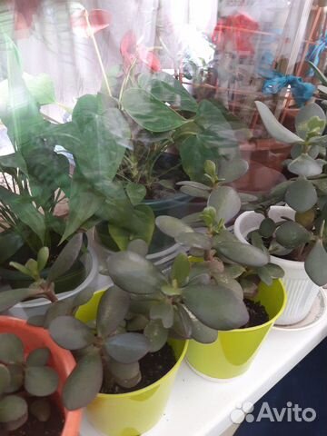 Денежное дерево