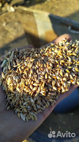 Суданка семена купить на Зозу.ру - фотография № 3