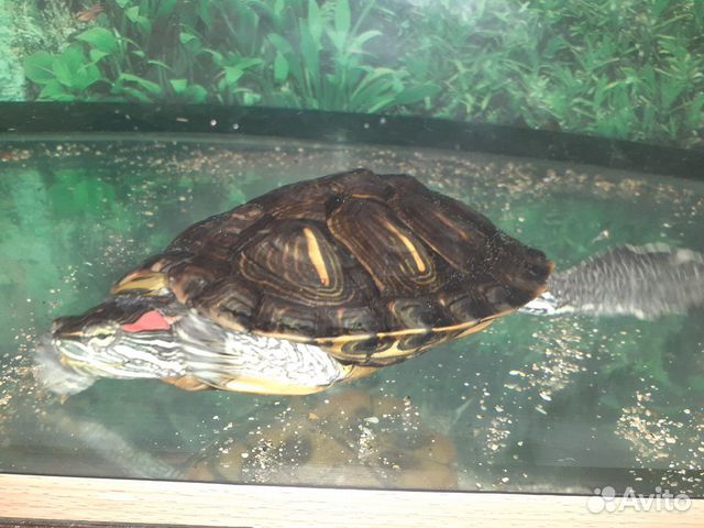 100 литровый аквариум с красноухой черепахой купить на Зозу.ру - фотография № 2