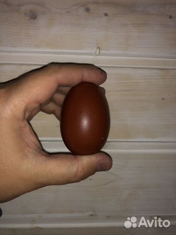 Маран - куры с «шоколадным» яйцом купить на Зозу.ру - фотография № 1