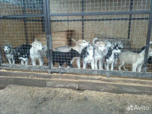 Взрослые собаки, подрощенные и маленькие щенки купить на Зозу.ру - фотография № 1