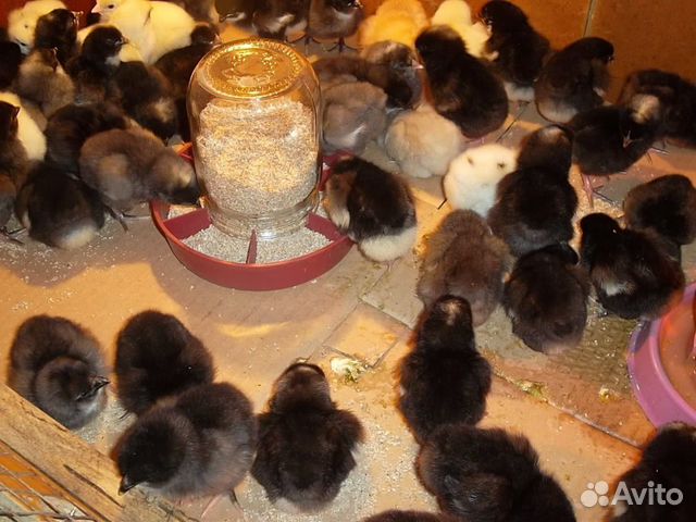 Цыплёнок породы Доминанта купить на Зозу.ру - фотография № 2