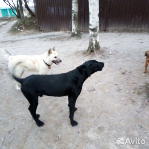 Прибежала собака Гончаяя смешно с Курцхаром купить на Зозу.ру - фотография № 4