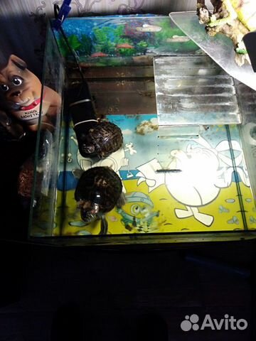 Две Красноухие черепахи с аквариумом и фильтром купить на Зозу.ру - фотография № 4