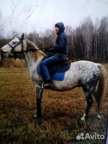 Продам лошадь купить на Зозу.ру - фотография № 8
