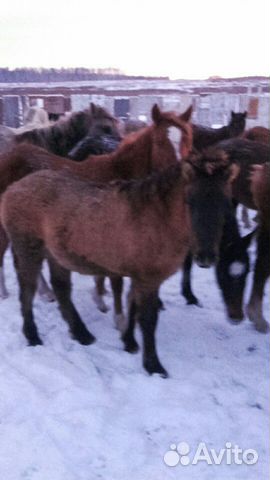 Лошади, жеребята купить на Зозу.ру - фотография № 6