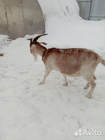 Коза, козел купить на Зозу.ру - фотография № 2