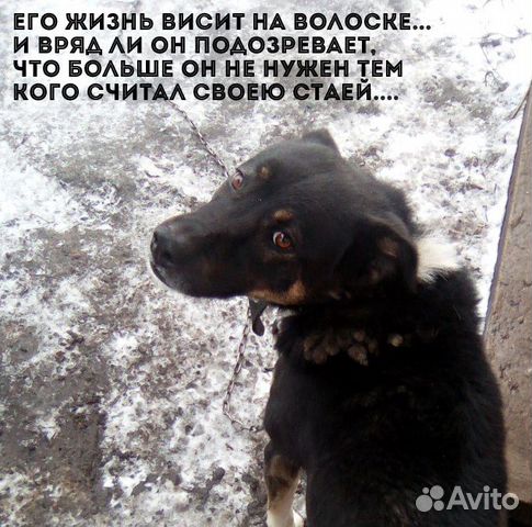 Нужен дом собаке как можно скорее Помогите купить на Зозу.ру - фотография № 1